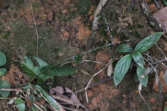 Pseudoregma panicola