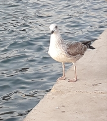 Larus michahellis