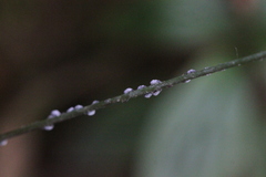 Pseudoregma panicola