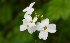 Cardamine angulata
