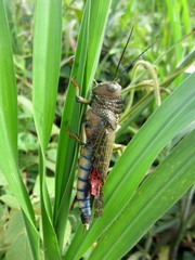 Tropidacris cristata