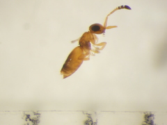 Ceraphronoidea