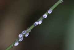 Pseudoregma panicola