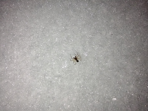 Baldahinski pauci (Linyphiidae)