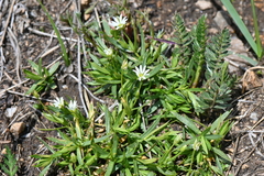 Stellaria crassifolia