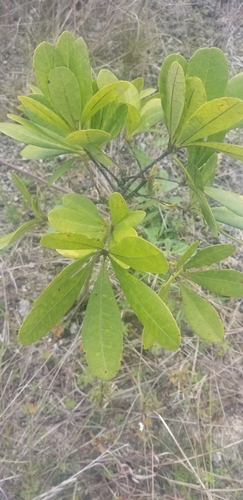 Pachira emarginata