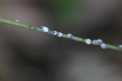 Pseudoregma panicola