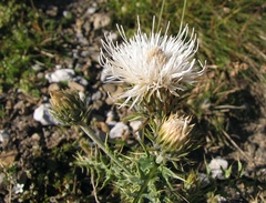 Carduus defloratus carlinifolius