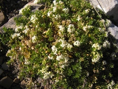 Galium pusillum