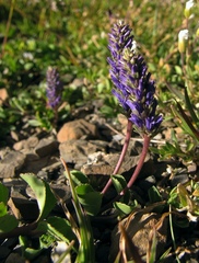 Veronica allionii