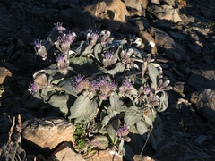 Saussurea depressa