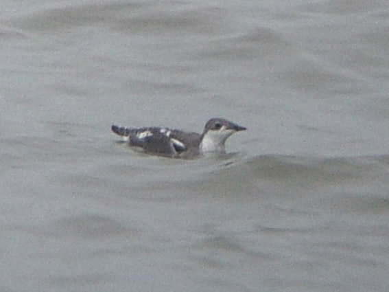 Long-billed Murrelet