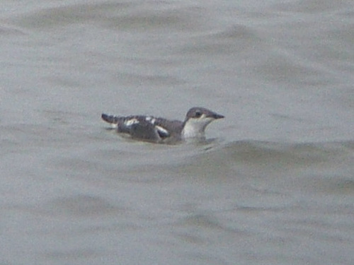 Long-billed Murrelet