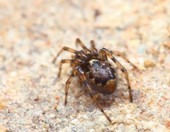 Enoplognatha mandibularis