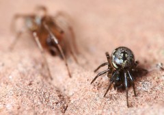 Enoplognatha mandibularis