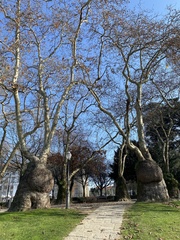 Platanus × hispanica