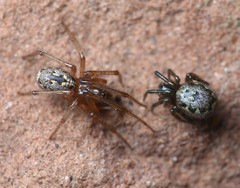Enoplognatha mandibularis
