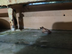 Pseudophilautus wynaadensis