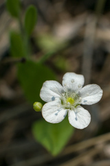 Moehringia lateriflora