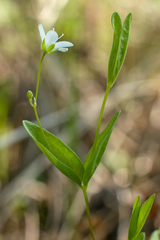 Moehringia lateriflora
