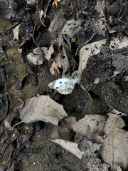 Pieriballia viardi