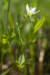 Moehringia lateriflora