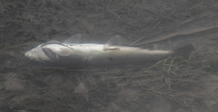 Salmo marmoratus