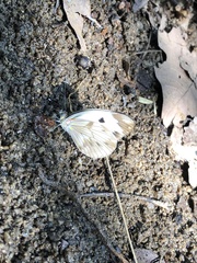 Pieriballia viardi