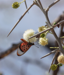Acraea neobule