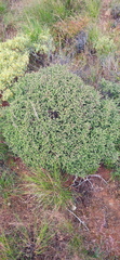 Drosanthemum parvifolium