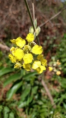 Banisteriopsis gardneriana