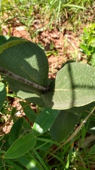 Banisteriopsis gardneriana