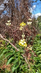 Banisteriopsis gardneriana