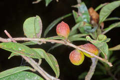 Eugenia verapazensis