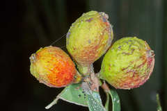 Eugenia verapazensis