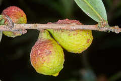 Eugenia verapazensis