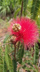 Calliandra dysantha