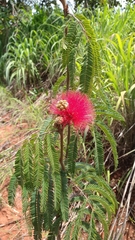 Calliandra dysantha