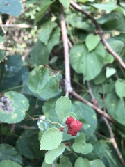 Physodium corymbosum