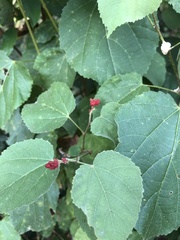 Physodium corymbosum