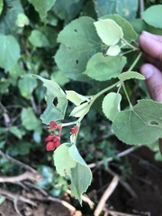 Physodium corymbosum