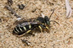 Bembecinus tridens