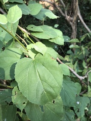 Physodium corymbosum