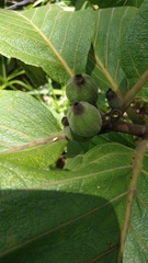 Tocoyena formosa