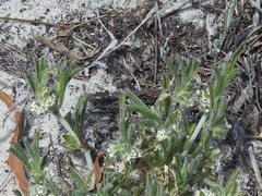 Centella tridentata tridentata