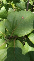 Tocoyena formosa