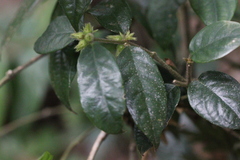 Lasianthus hirsutus