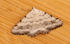 Digrammia denticulata