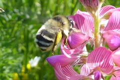 Anthophora aestivalis