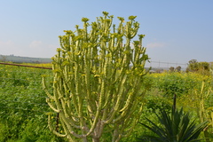 Euphorbia neriifolia